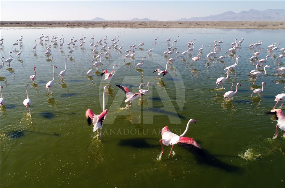 Flamingos at Konya's Akgol