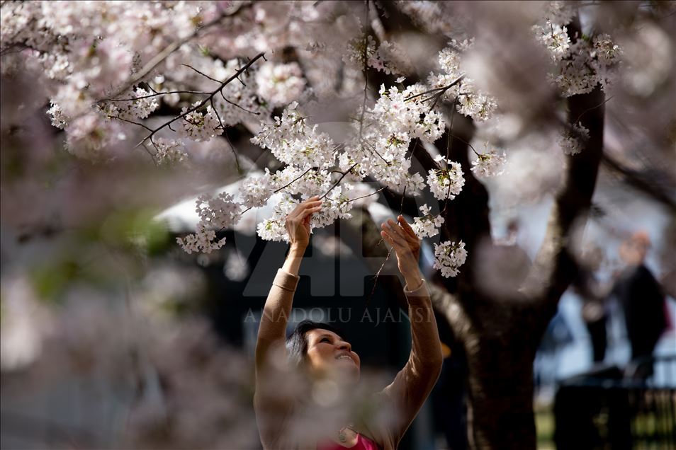 National Cherry Blossom Festival in Washington