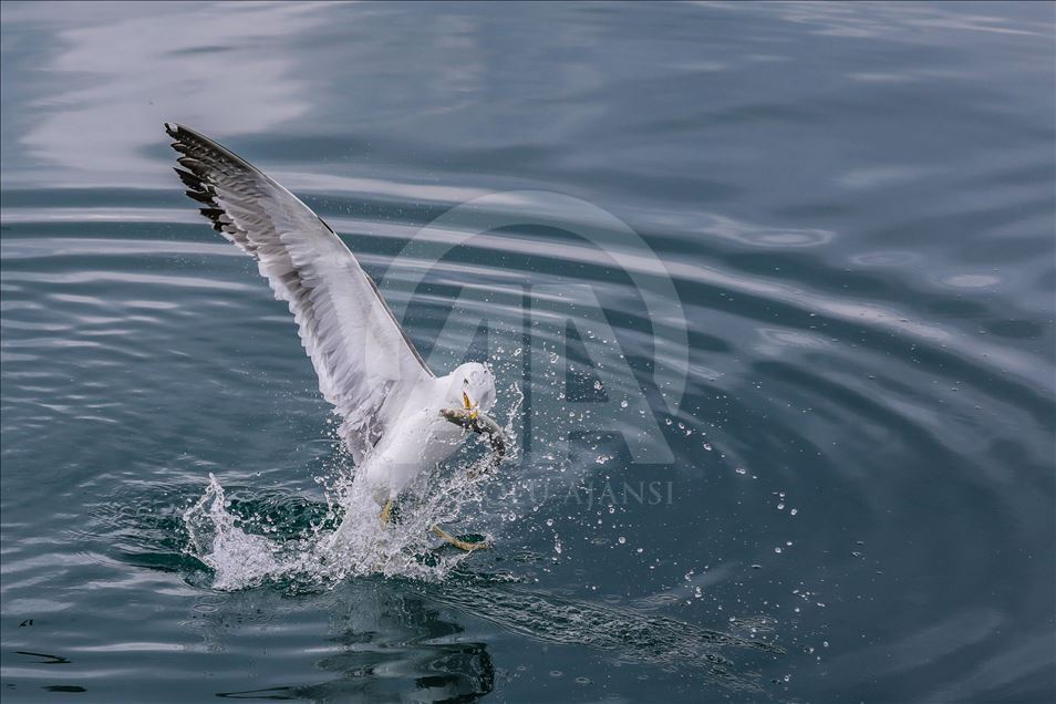 Seagulls in Turkey's Lake Van