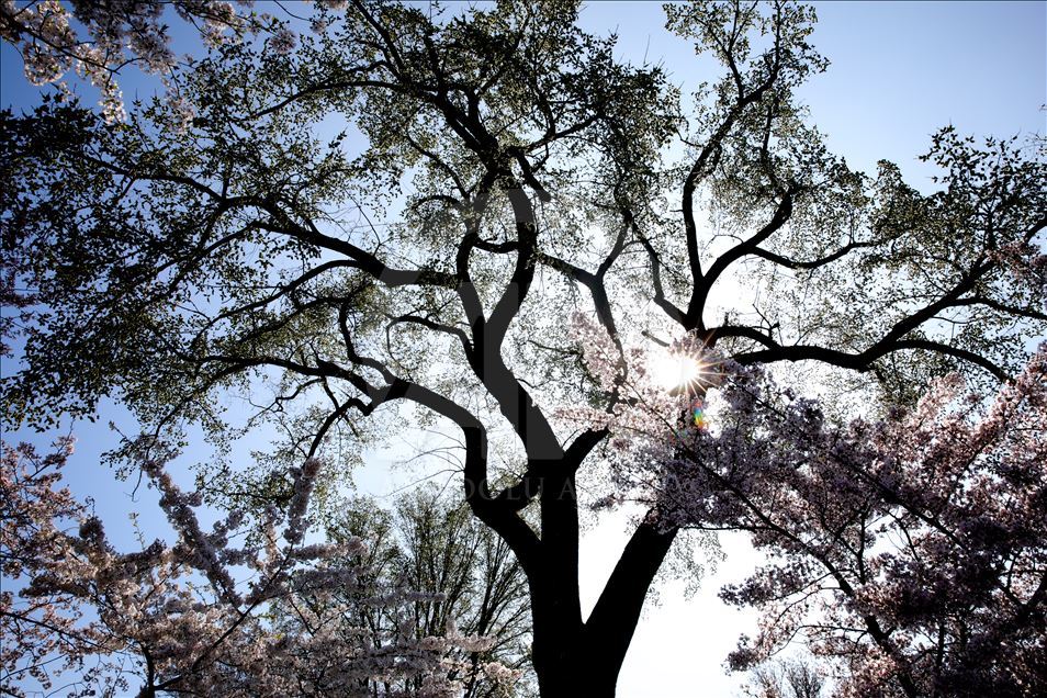 National Cherry Blossom Festival in Washington