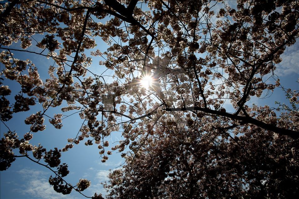 National Cherry Blossom Festival in Washington