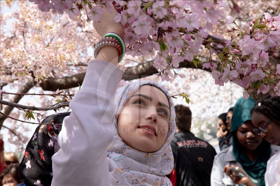 National Cherry Blossom Festival in Washington