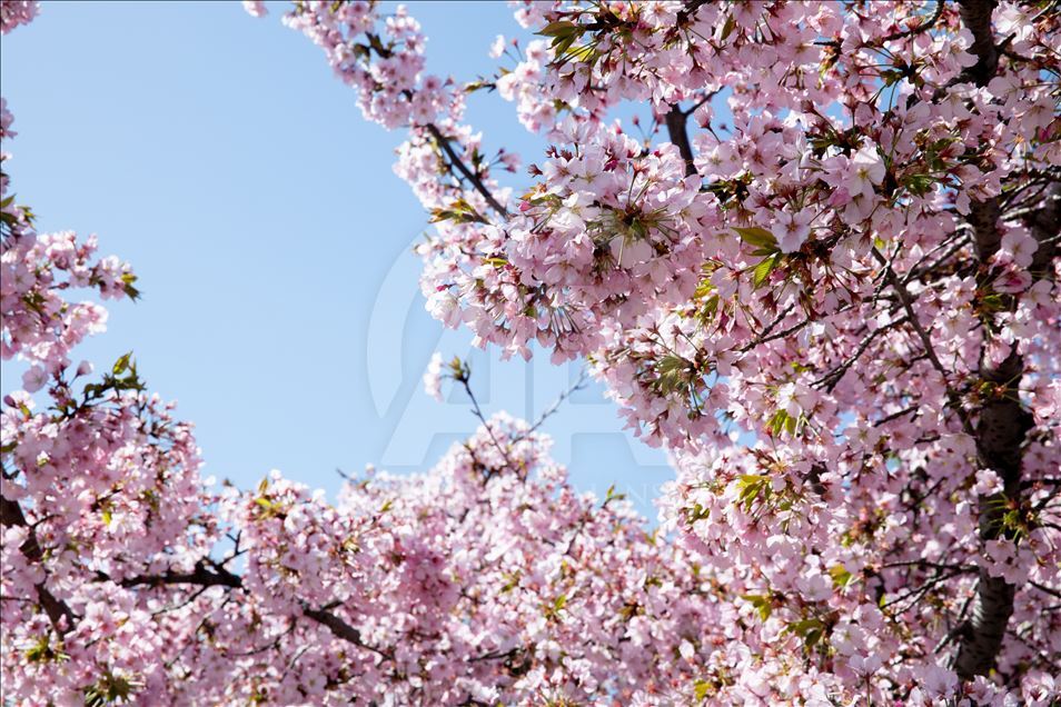 National Cherry Blossom Festival in Washington