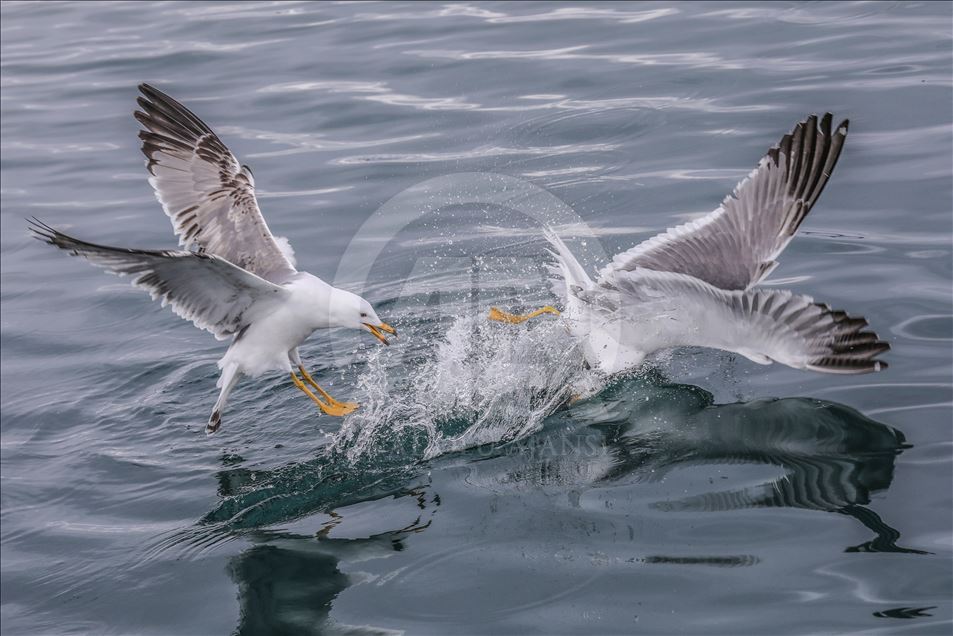 Seagulls in Turkey's Lake Van
