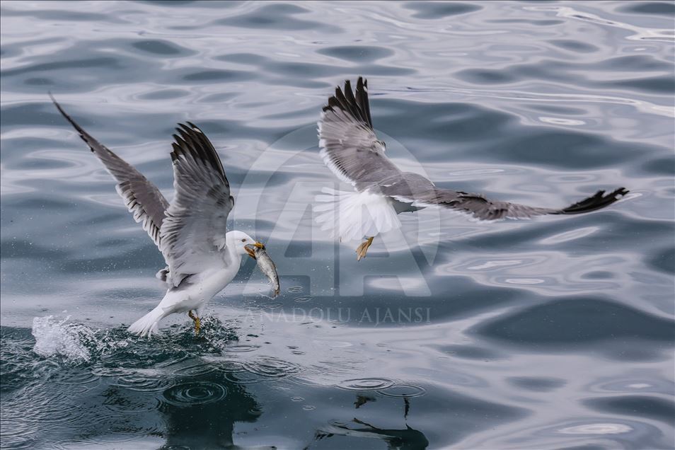 Seagulls in Turkey's Lake Van
