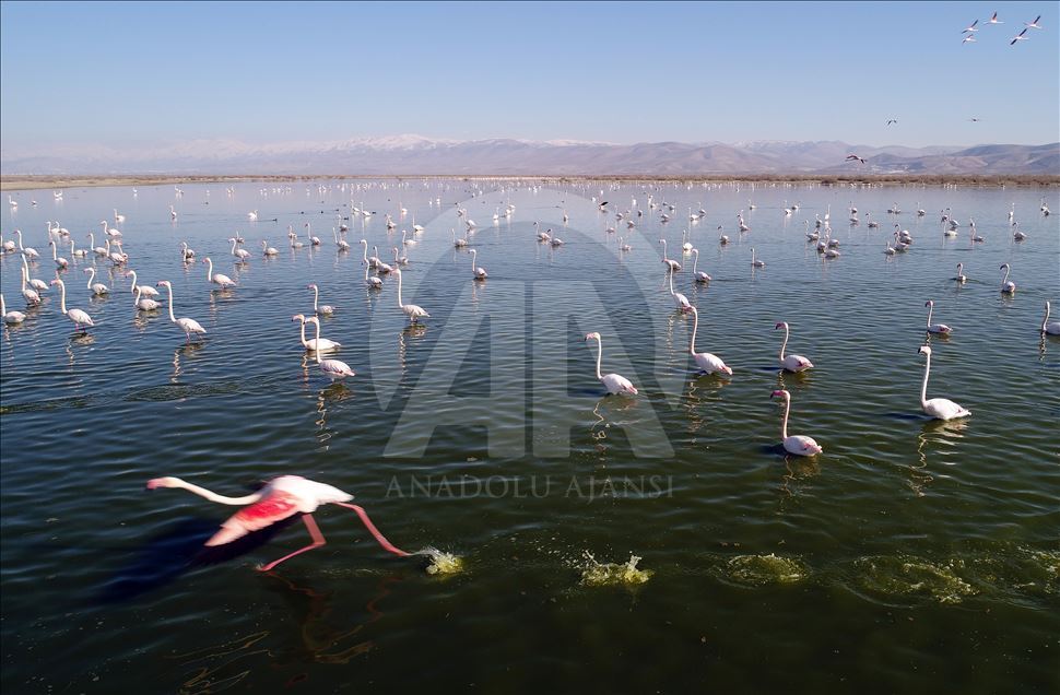 قۆنیا.. كۆچی باڵندەکانی فلامینگۆ بۆ زۆنگاوی ئاكگۆل