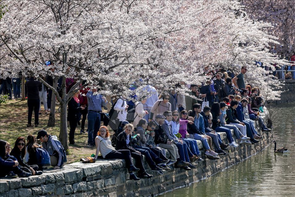 Festival Nacional de los Cerezos en Flor en Washington Anadolu Ajansı