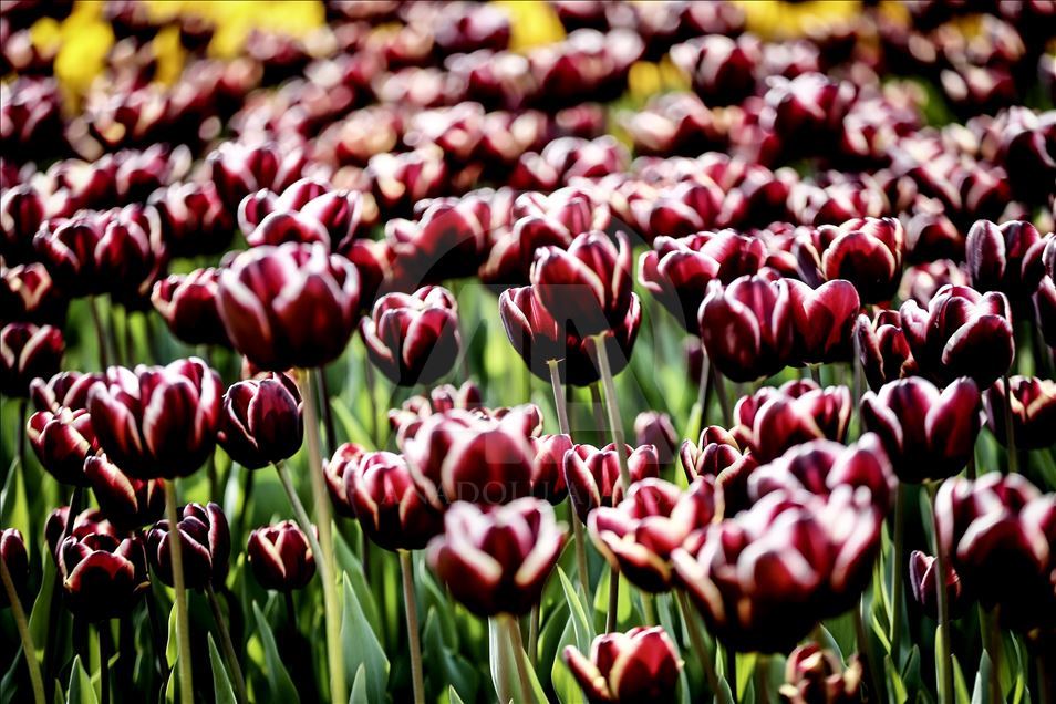 Tulips in Istanbul's Emirgan Park