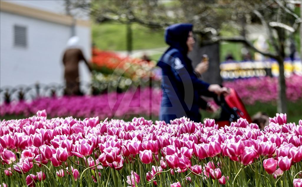 Tulips in Istanbul's Emirgan Park