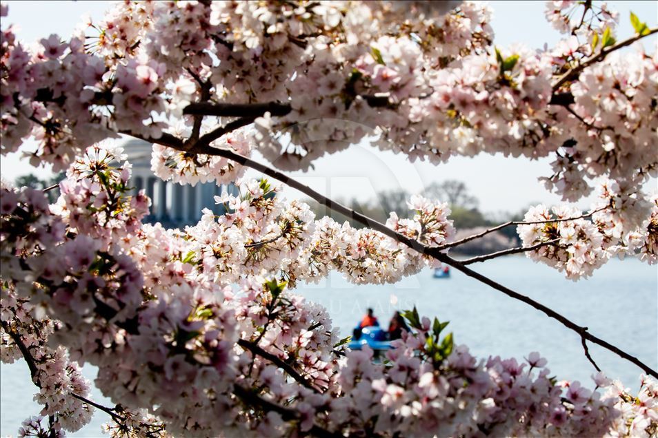 Festival Nacional de los Cerezos en Flor en Washington Agencia Anadolu