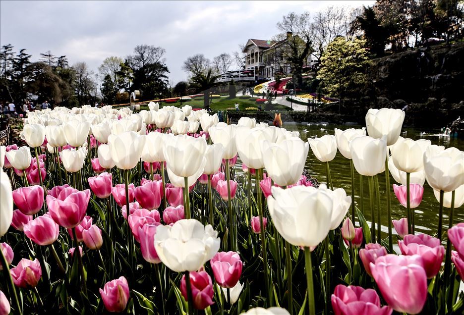 Tulips in Istanbul's Emirgan Park