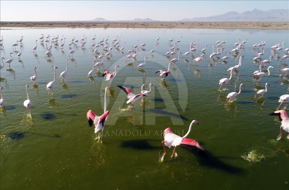 قۆنیا.. كۆچی باڵندەکانی فلامینگۆ بۆ زۆنگاوی ئاكگۆل