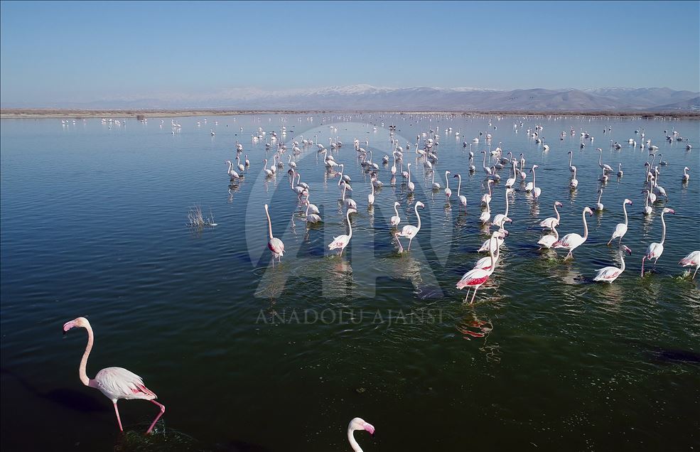 Këneta Akgöl në Turqi, destinacion i mijëra flamingove