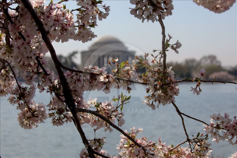 Festival Nacional de los Cerezos en Flor en Washington Anadolu Ajansı