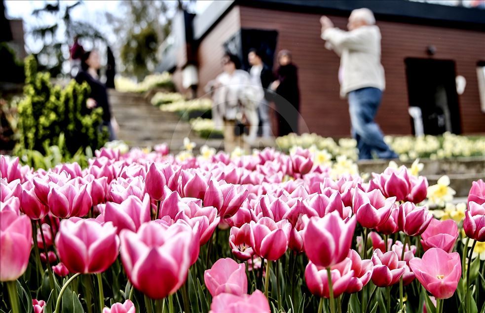 Tulips in Istanbul's Emirgan Park
