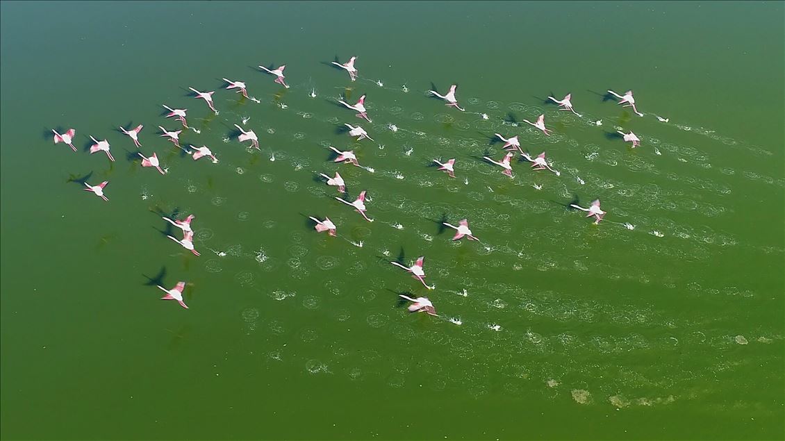 Këneta Akgöl në Turqi, destinacion i mijëra flamingove
