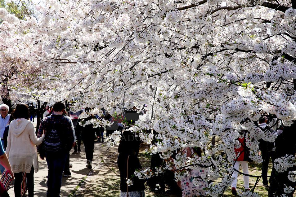 Festival Nacional de los Cerezos en Flor en Washington Anadolu Ajansı