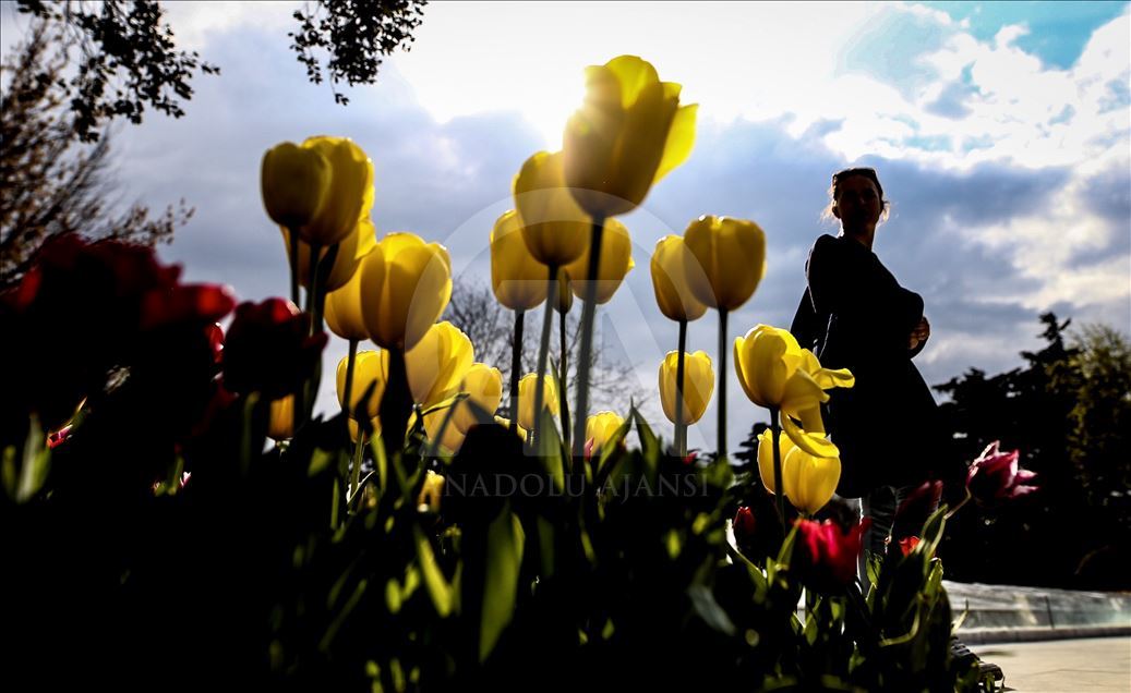 Tulips in Istanbul's Emirgan Park