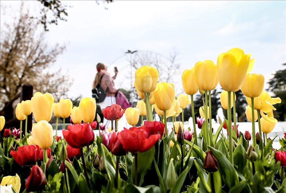 Tulips in Istanbul's Emirgan Park