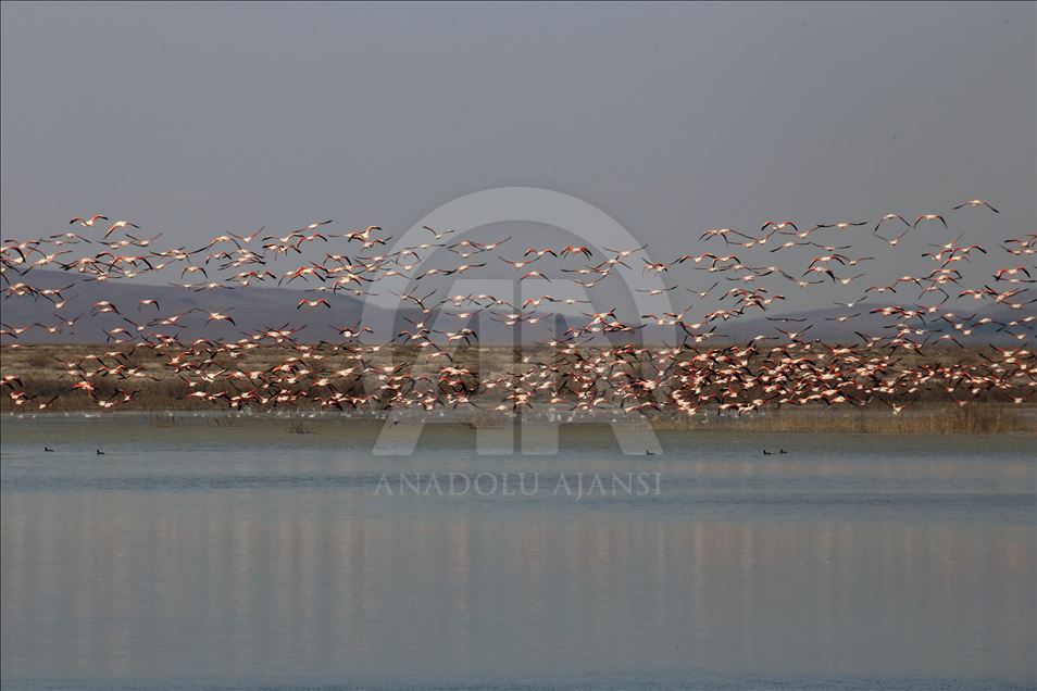 قۆنیا.. كۆچی باڵندەکانی فلامینگۆ بۆ زۆنگاوی ئاكگۆل