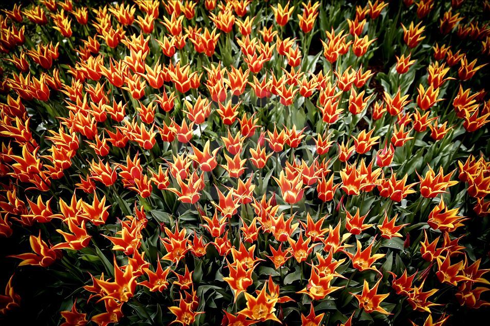 Bunga Tulip bermekaran di Taman Emirgan Istanbul