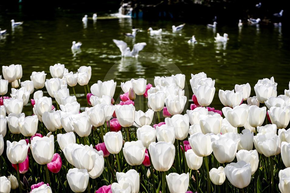 Bunga Tulip bermekaran di Taman Emirgan Istanbul