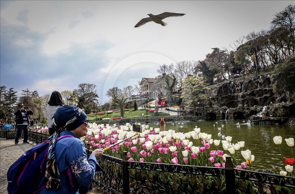 Bunga Tulip bermekaran di Taman Emirgan Istanbul