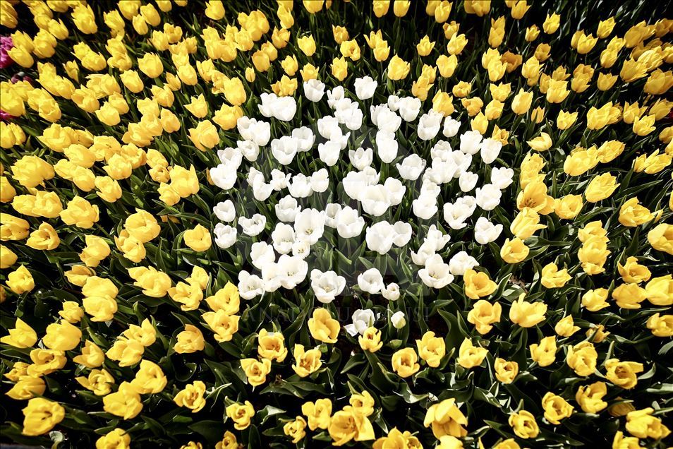 Des tulipes sur la place Sultanahmet