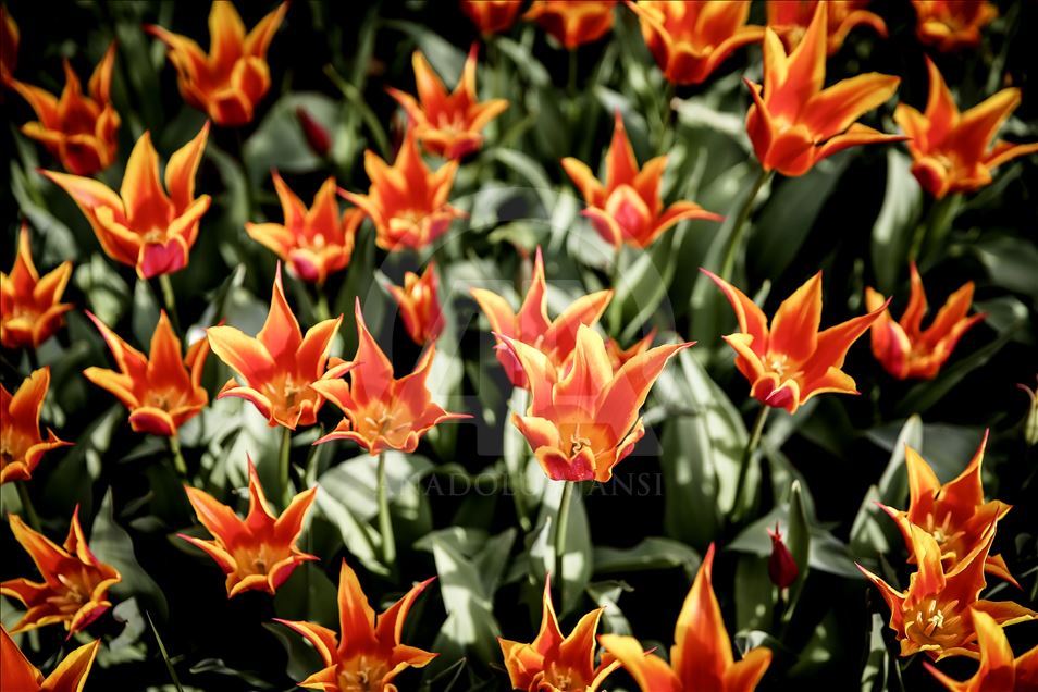 Bunga Tulip bermekaran di Taman Emirgan Istanbul