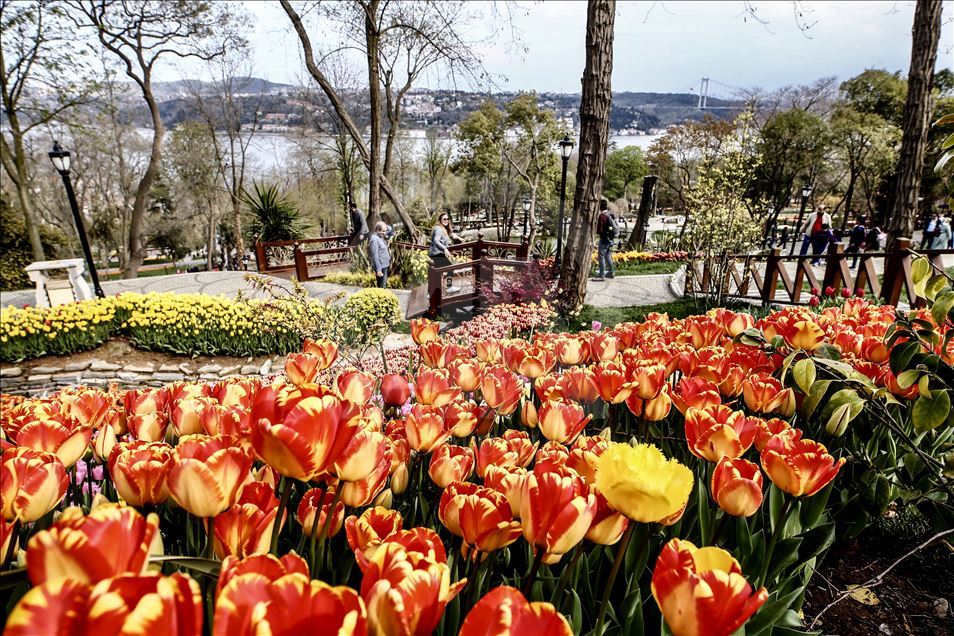 100+ Gambar Taman Bunga Tulip HD
