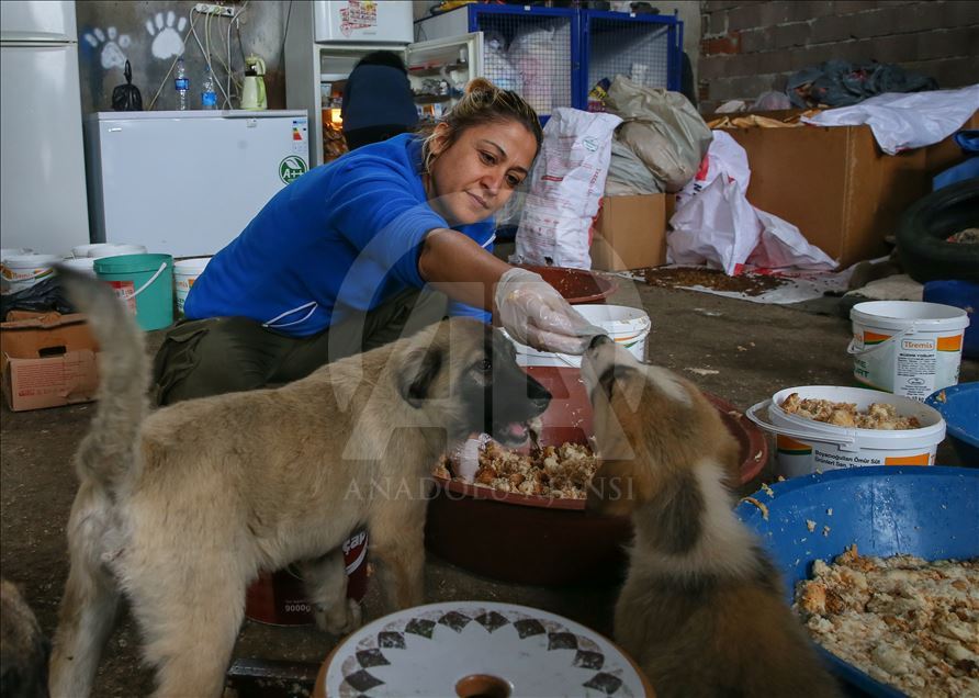 Ils s’occupent de 600 chiens errants