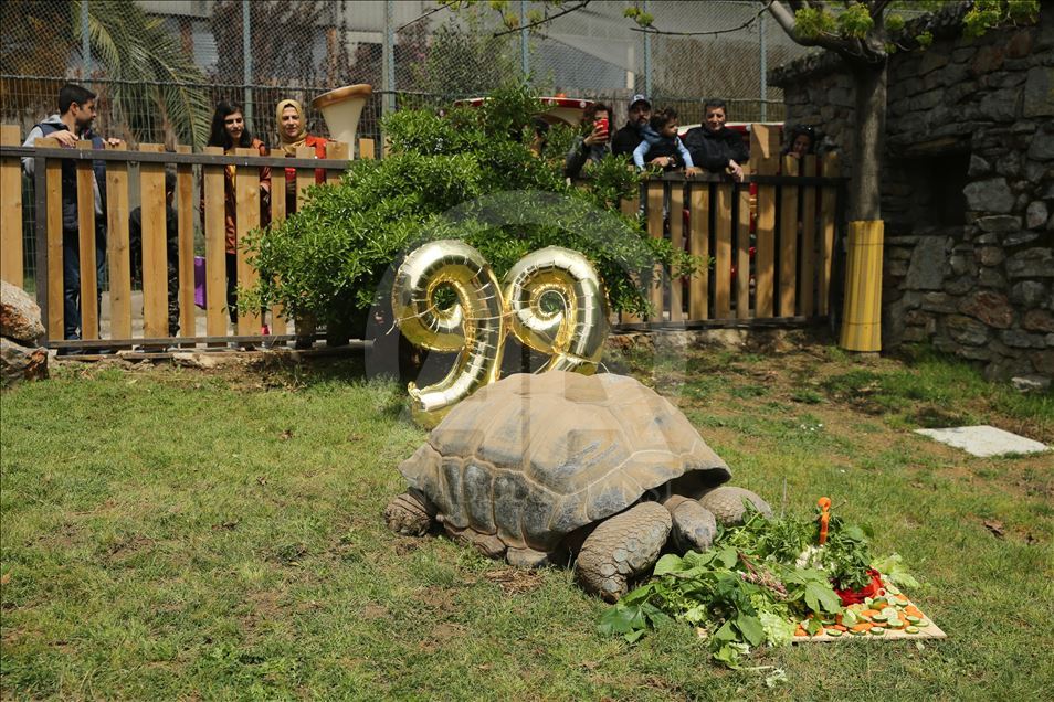 Turquía celebra los 99 años de la tortuga Tuki 