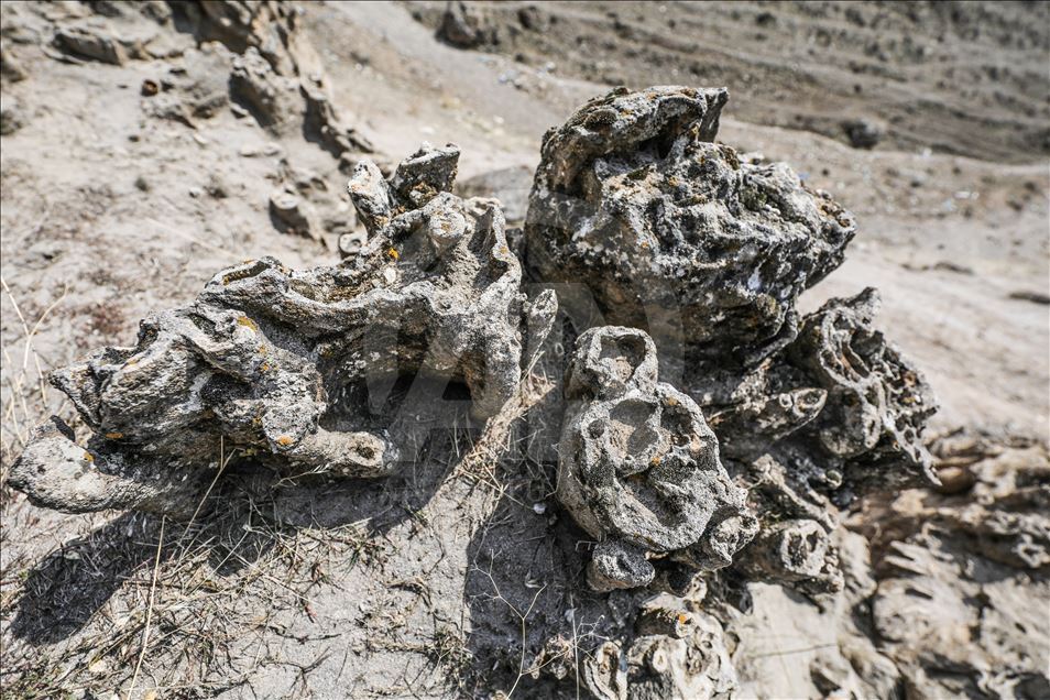 Microbialites in Lake Van