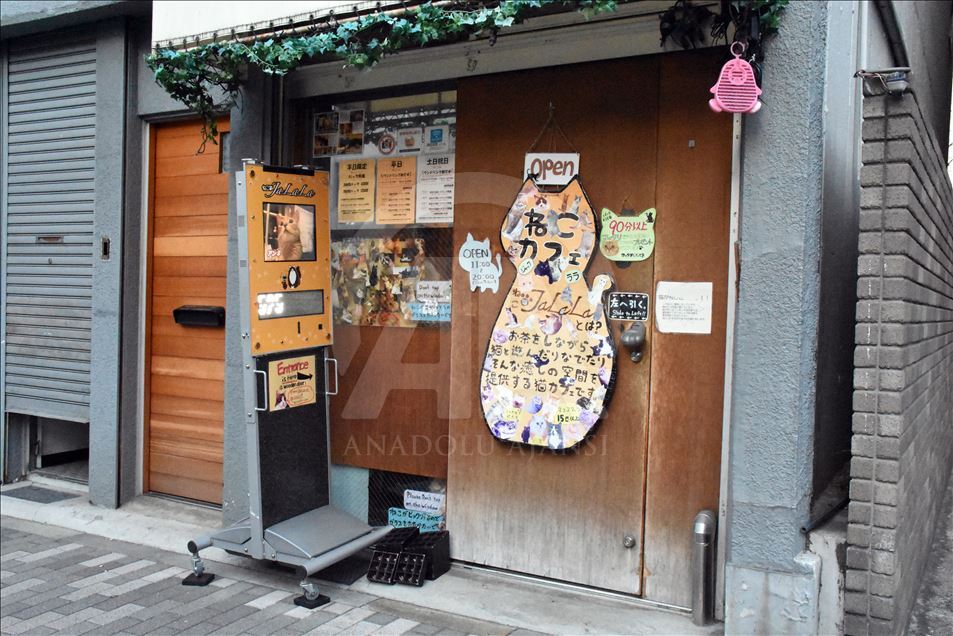"Kafenetë me kafshë" në Japoni tërheqin vëmendjen