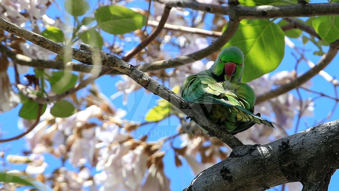 İzmir'in sevimli misafirleri: Yeşil papağanlar