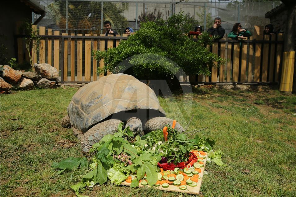 99th birthday celebrations of Tuki Turtle in Turkey's Kocaeli