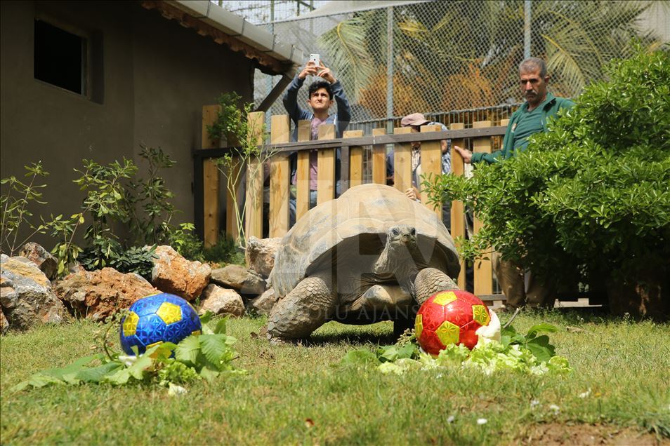 99th birthday celebrations of Tuki Turtle in Turkey's Kocaeli