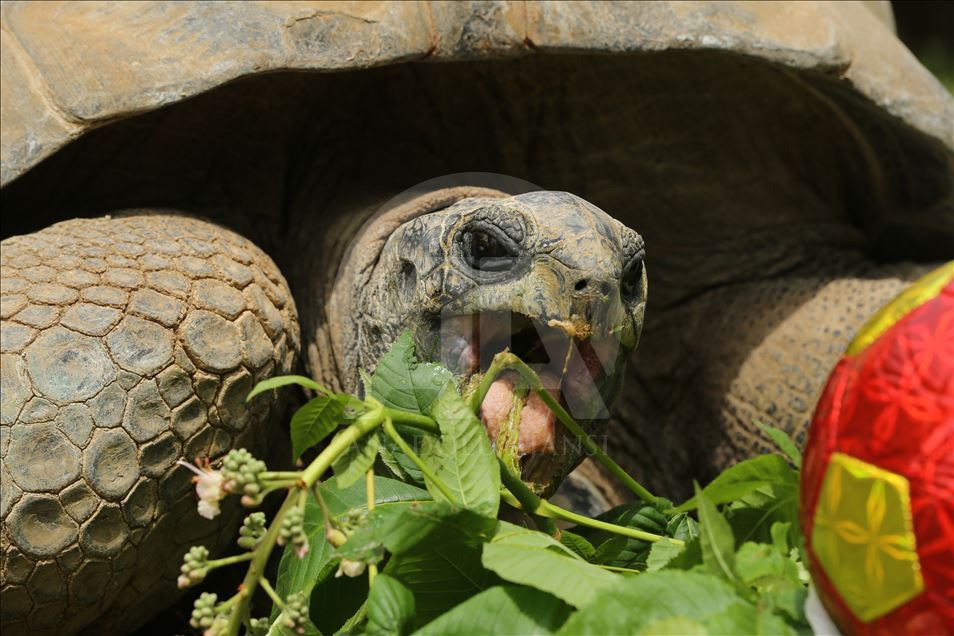 99th birthday celebrations of Tuki Turtle in Turkey's Kocaeli