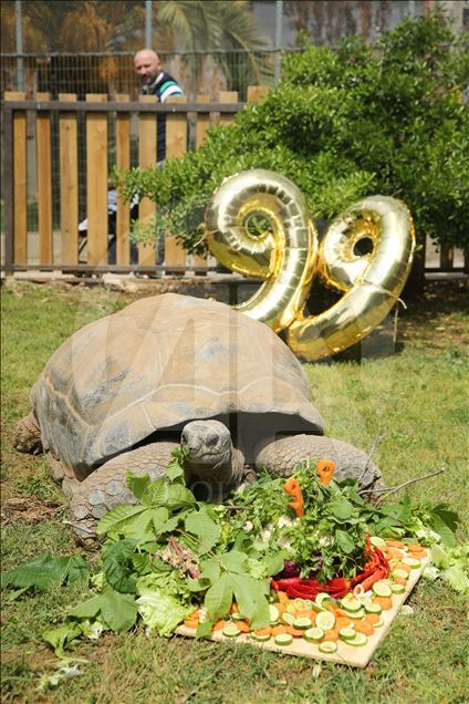 99th birthday celebrations of Tuki Turtle in Turkey's Kocaeli