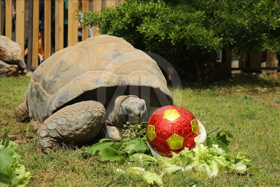 99th birthday celebrations of Tuki Turtle in Turkey's Kocaeli