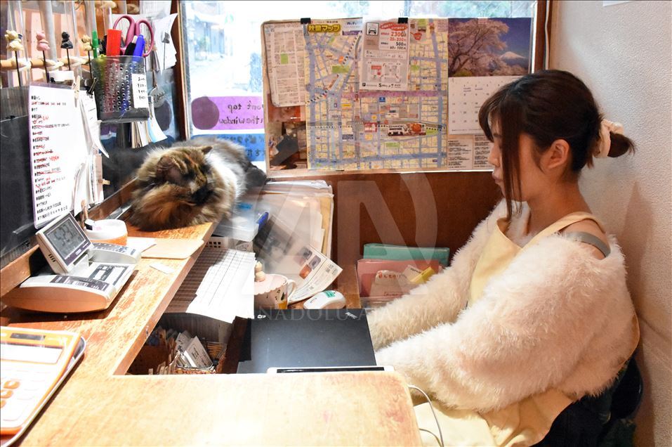 "Kafenetë me kafshë" në Japoni tërheqin vëmendjen