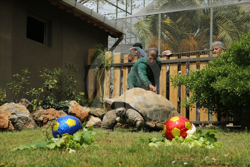 99th birthday celebrations of Tuki Turtle in Turkey's Kocaeli