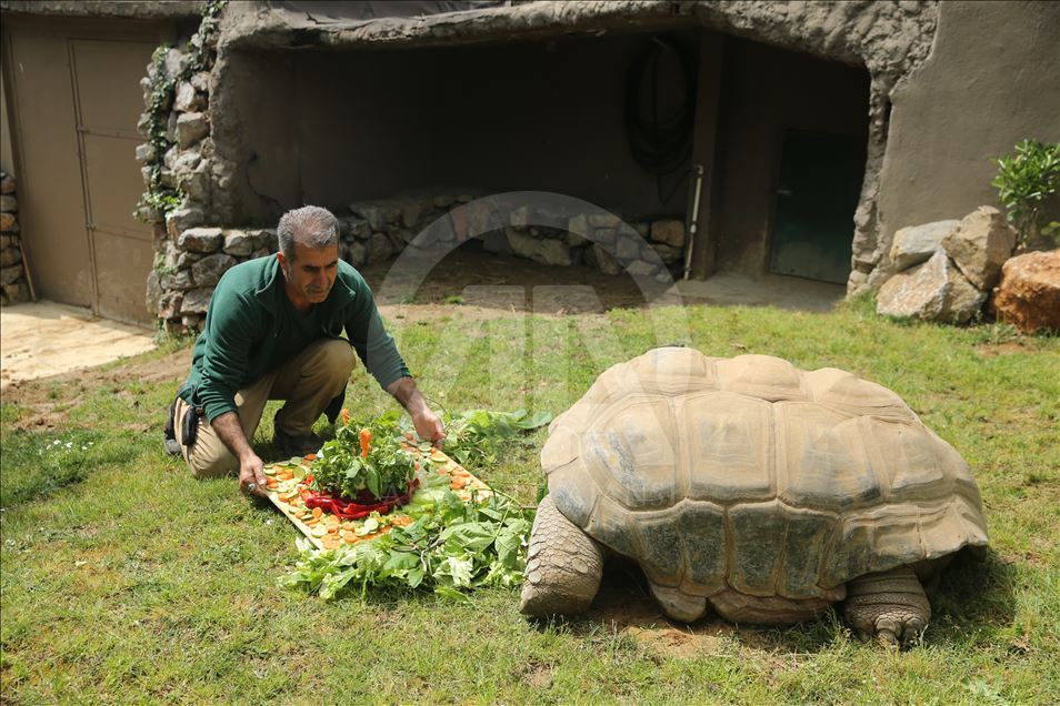 99th birthday celebrations of Tuki Turtle in Turkey's Kocaeli