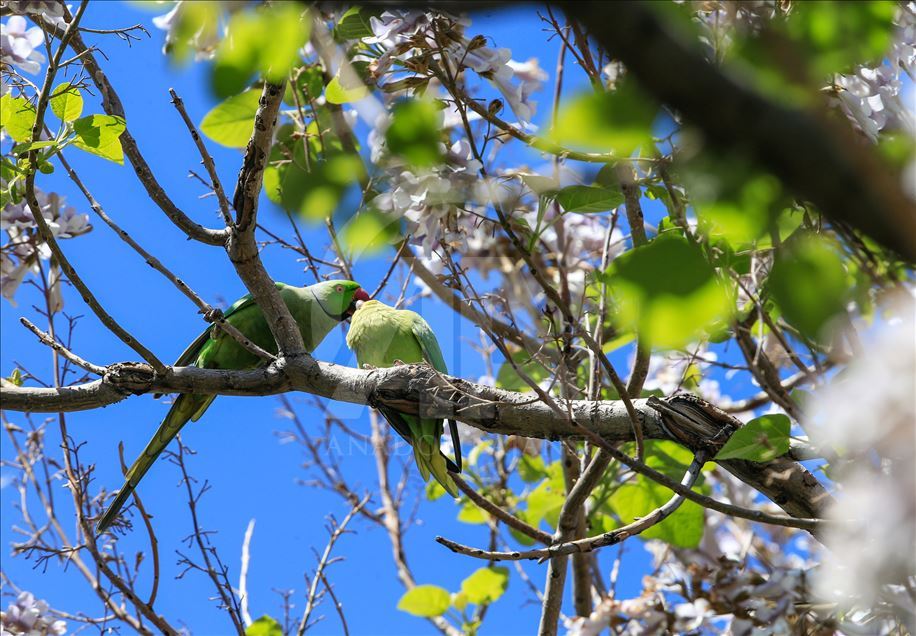 İzmir'in sevimli misafirleri: Yeşil papağanlar