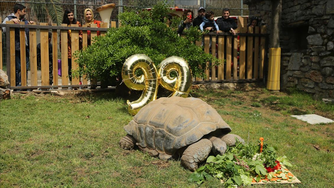 99th birthday celebrations of Tuki Turtle in Turkey's Kocaeli