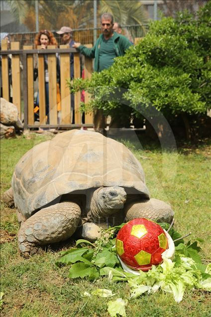99th birthday celebrations of Tuki Turtle in Turkey's Kocaeli