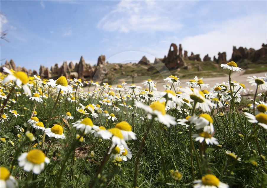 Kapadokya "çiçek açtı"