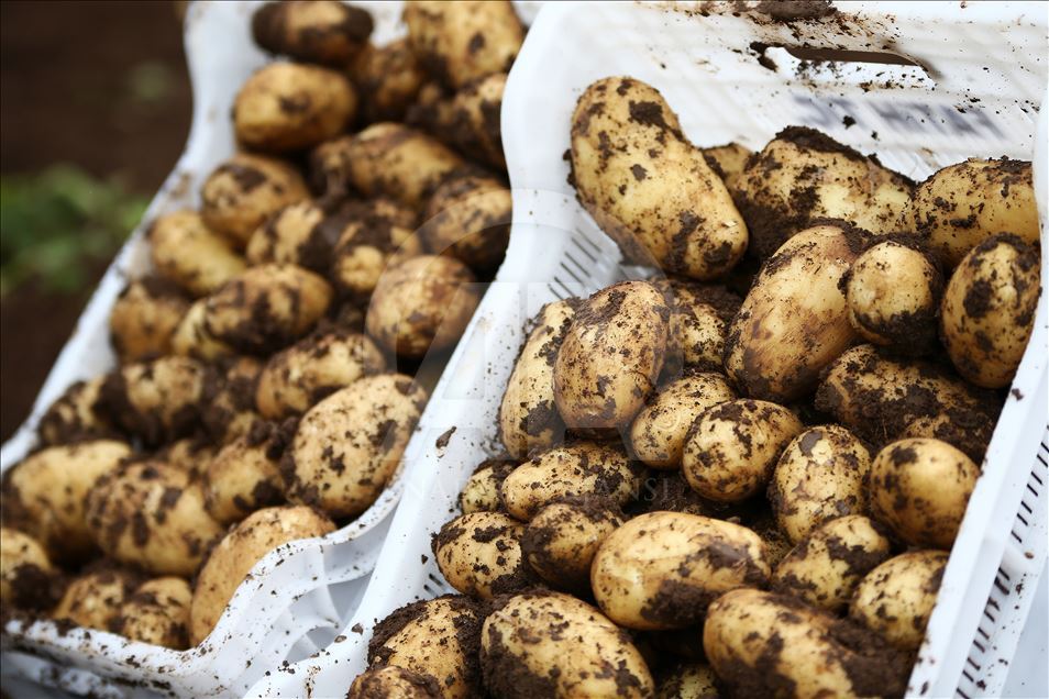 Çukurova'da turfanda patates hasadı başladı