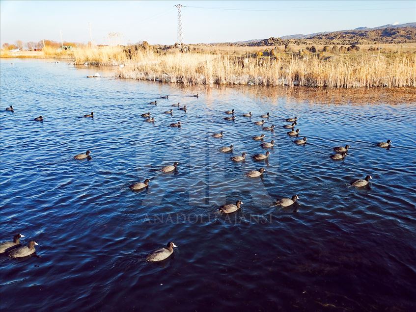 Igdir, un santuario para las aves migratorias en Turquía