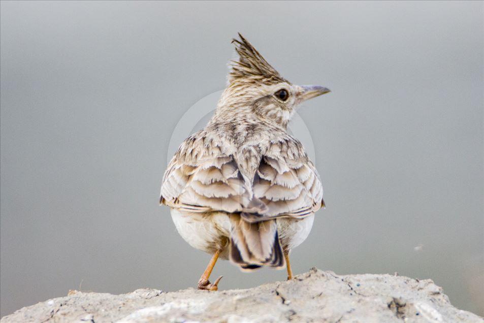 Igdir, un santuario para las aves migratorias en Turquía